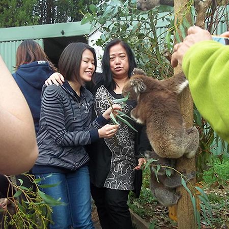 Fauna Australia Wildlife Retreat Lavers Hill Exterior foto