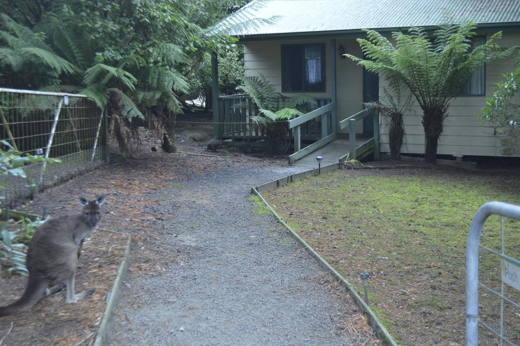 Fauna Australia Wildlife Retreat Lavers Hill Exterior foto
