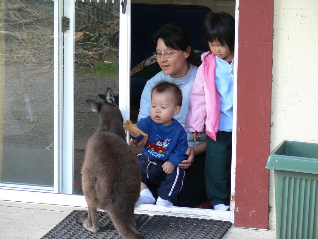 Fauna Australia Wildlife Retreat Lavers Hill Exterior foto